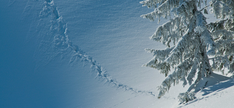 Animal marks in the snow